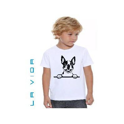 boston terrier