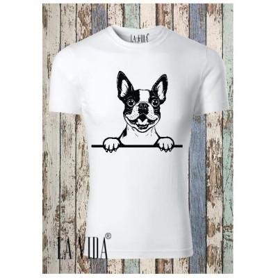 boston terrier