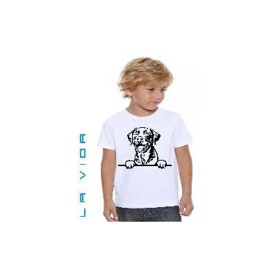 chesapeake bay retriever